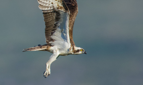 100 Osprey facts