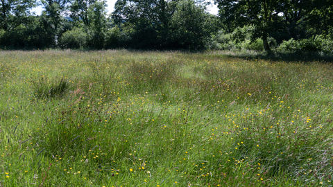 Purple moor-grass and rush pasture