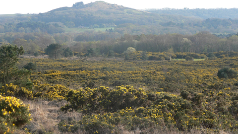 Heathland