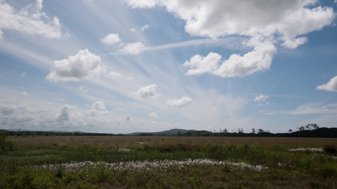 Raised bog