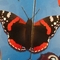 MWT butterfly puzzle