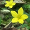 MWT Yellow Pimpernel