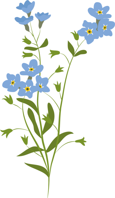 Forget me not illustration