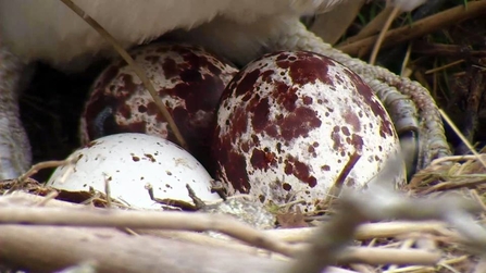 MWT Dyfi three eggs in nest