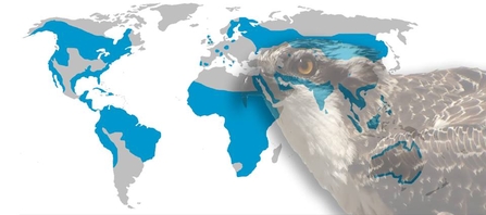 MWT Osprey distribution