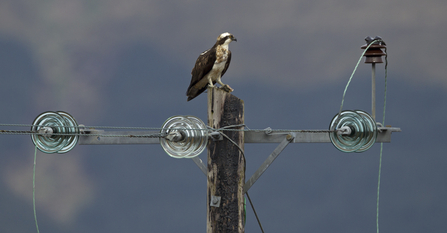 MWT Monty on electricity pole