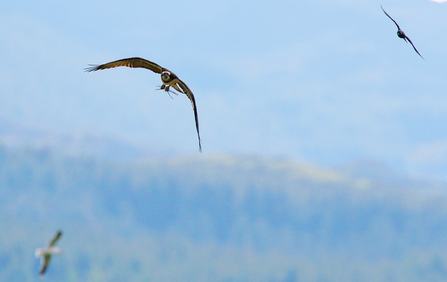 Female osprey at Glaslyn, North Wales, 2005