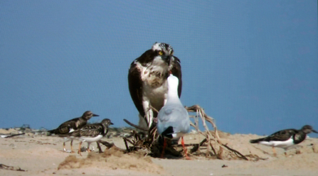 Osprey and slender-billed gull, BBC Autumnwatch