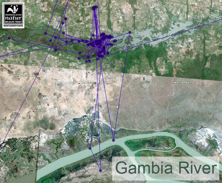 Dulas migration data, Gambia River area, October 2011. Dyfi Osprey Project.