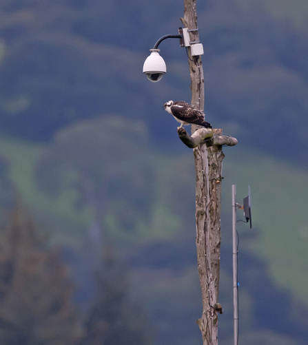 Dulas, Dyfi Osprey Project, 11/09/11