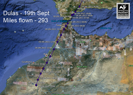 Dulas, migration, 19/09/11. Dyfi Osprey Project.