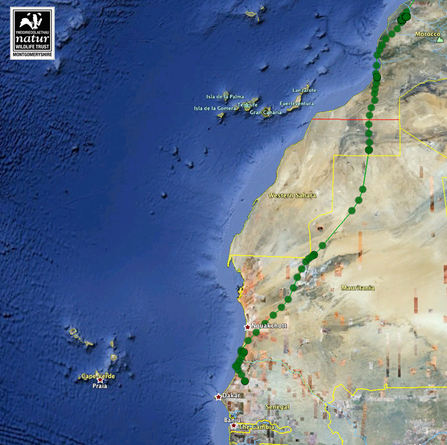 Einion, migration route, Sept 25-29, 2011. Dyfi Osprey Project.