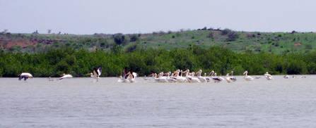Great White Pelicans, Somone Lagoon Reserve