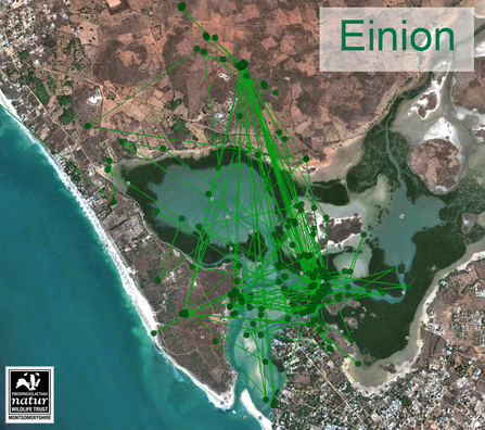 Einion, Somone Lagoon Reserve, 24/10/11. Dyfi Osprey Project.