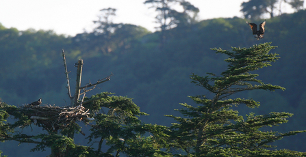 Glaslyn male and female osprey