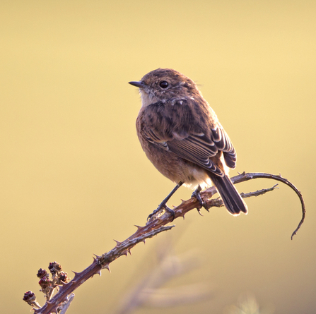 Male stonechat. Cors Dyfi Reserve, Wales.