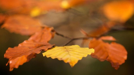 Cors Dyfi autumn leaves.