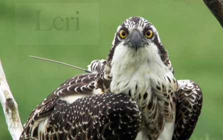 Leri, Dyfi Osprey Project