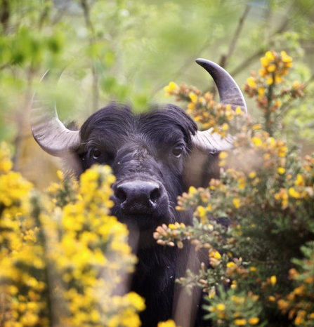 Water buffalo at Cors Dyfi Reserve, Wales.