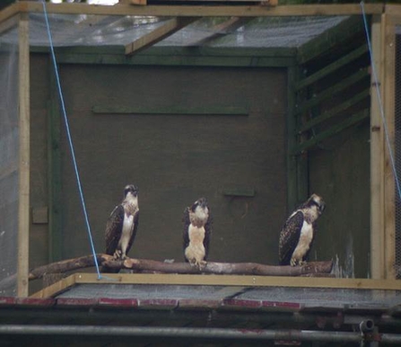 Rutland - chicks ready for release