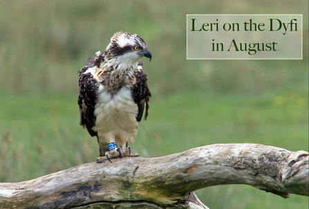 Leri on the Dyfi, August 2011. Dyfi Osprey Project.