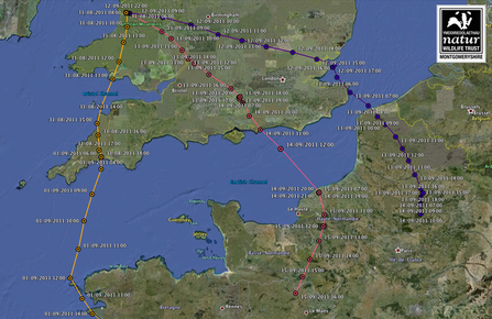 Dyfi Ospreys, migration routes