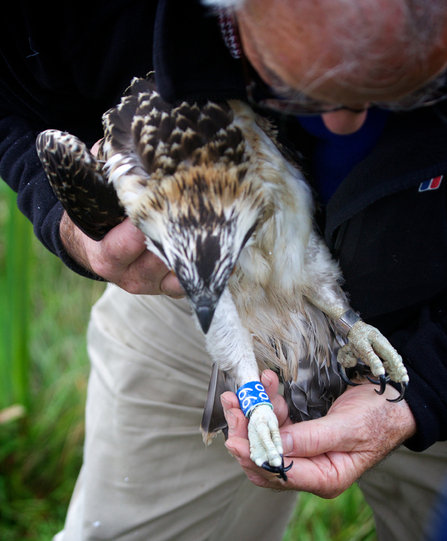 Dulas, Dyfi Osprey Project