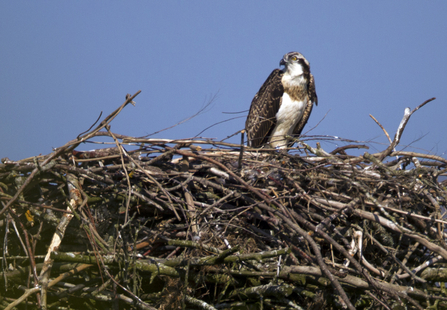 Einion, Dyfi Osprey Project, Wales