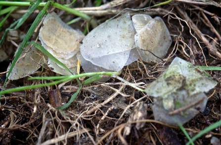 Fish scales. Dyfi Osprey Project.