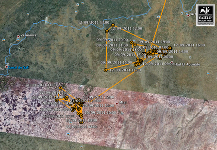 Einion, migration tracking, September 19, 2011. Dyfi Osprey Project.