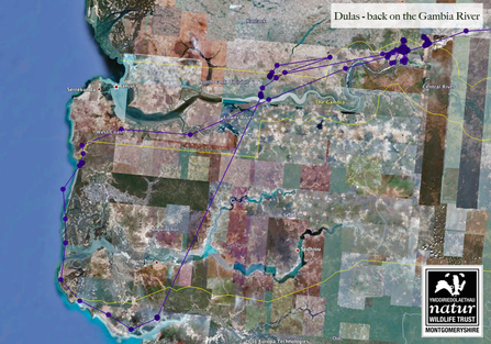 Dulas, migration data, November 15-22, 2011. Dyfi Osprey Project.