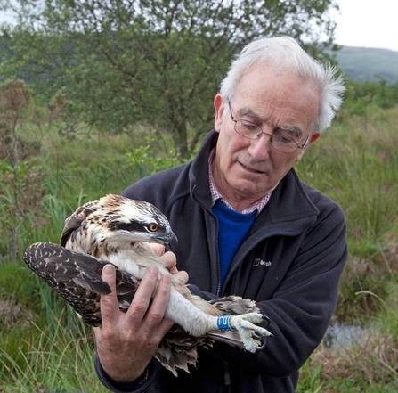 Leri being ringed in July, 2011. Dyfi Osprey Project.