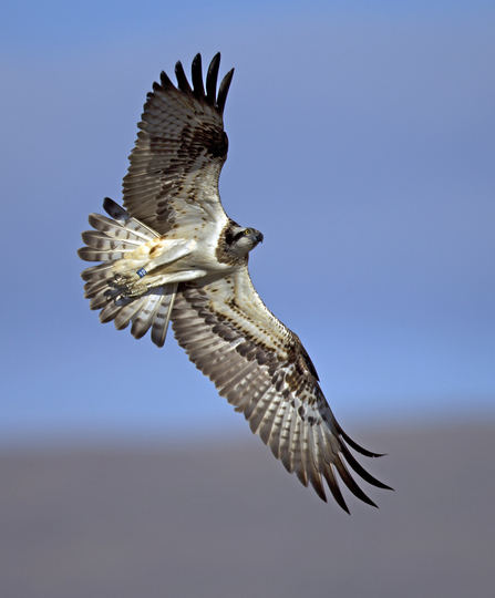 MWT Glesni on the Dyfi