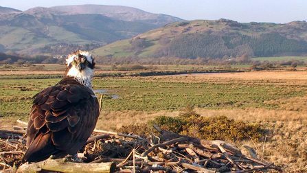 Nora on the nest, Dyfi Osprey Project.