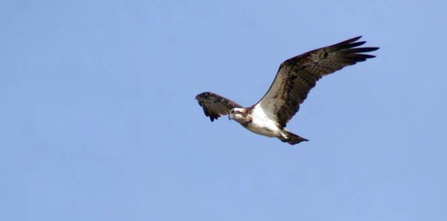 Adult female osprey, Somone Lagoon, Senegal, by Roy Dennis.