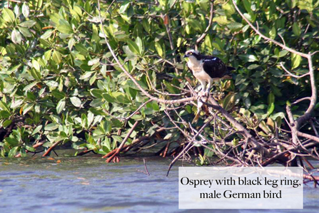 Adult male German osprey with fish, by Roy Dennis.