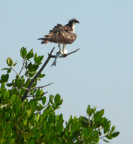 Male, adult osprey in the Somone Lagoon Reserve. © Martyn Fielder