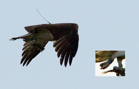 Einion, Dyfi Osprey Project, 2012. By Arnault Vatinel.