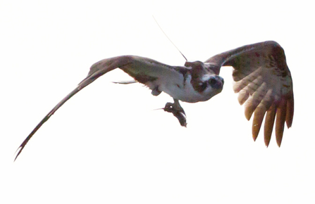 Einion in Senegal, Dyfi Osprey Project. By Arnault Vatinel.