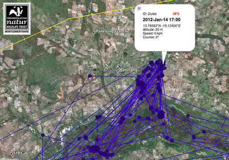 Migration tracking data for Dulas, Dyfi Osprey Project, 14/12/12