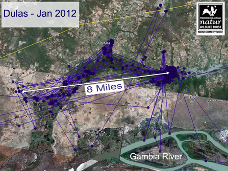 Migration tracking data for Dulas, January 2012. Dyfi Osprey Project
