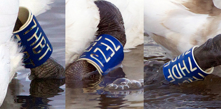 Mute swans ring IDs, Leri River, Wales