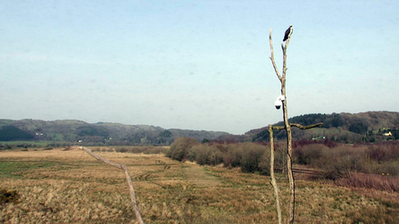 Nora on Dyfi ash tree perch, March 2012