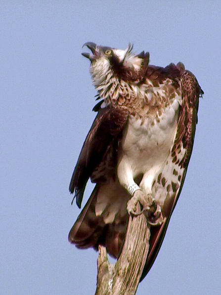 Nora returns to her Dyfi nest (March 2012)