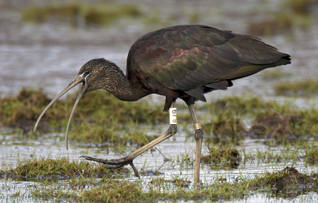 Glossy Ibis with a leg ring White 8J9 on the Dyfi, Wales