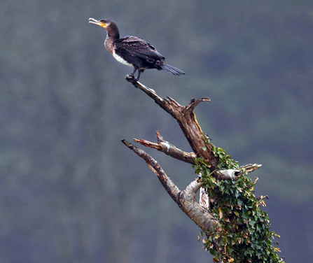 Cormorant. Dyfi Osprey Project.