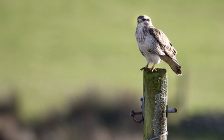 Buzzard. Dyfi Osprey Project.