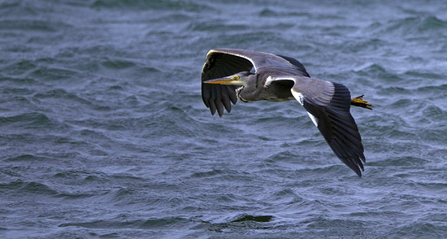 Heron. Dyfi Osprey Project.