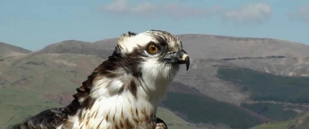 Monty, Dyfi Osprey Project, 2011.