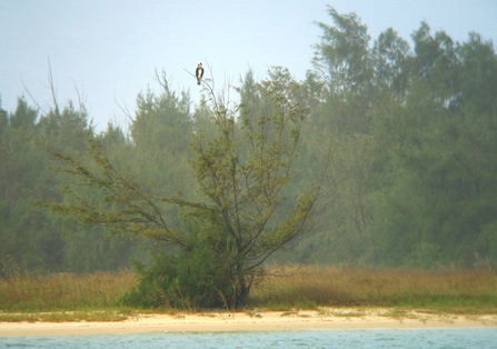 Osprey at Parc National de la Langue de Barbarie.  © John Wright